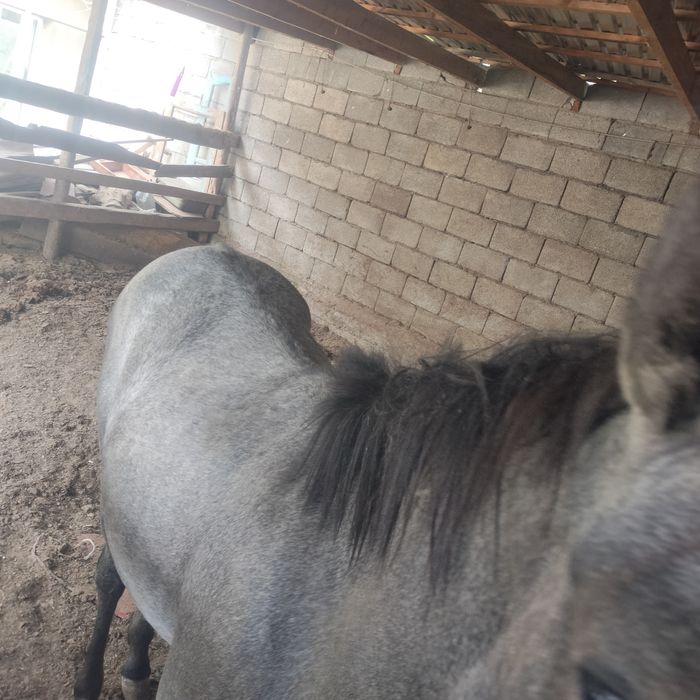 Продаю срочно Лошадь.