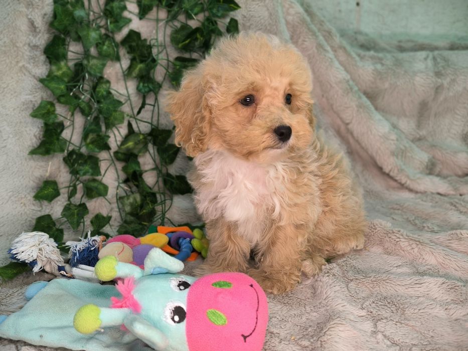 Vand baietel pudel pitic/toy