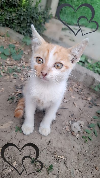 Pisicuți spre adoptie