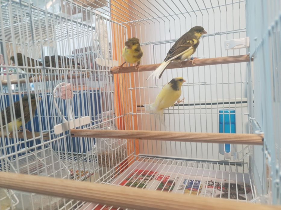 Vând  canari Timbrando inelati