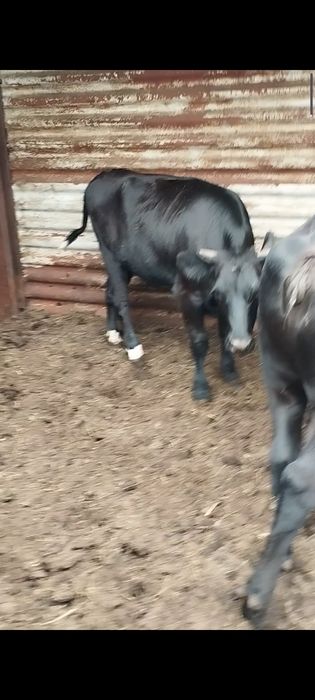Молодняк КРС с откорма