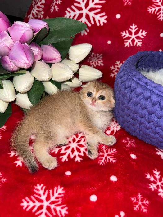 Котята золотые Шиншиллы