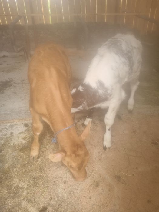 vand 2 vitele de cate 7 saptamani sunt invatate sa bea la galiata mai multe detali la telefon