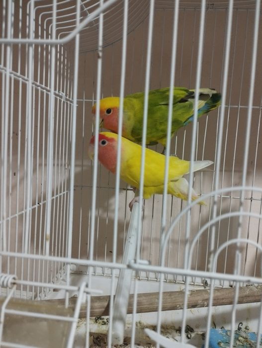 Неразлучник Папугай пара