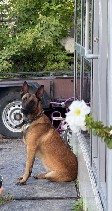 Вязка.Малинуа.Бельгийская овчарка