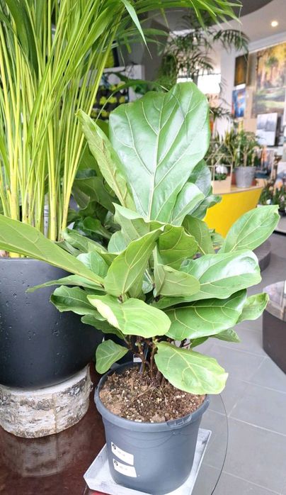 Цветя --Фикус лирата бамбино