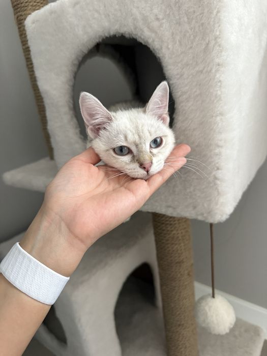 Отдам котенка в добрые руки