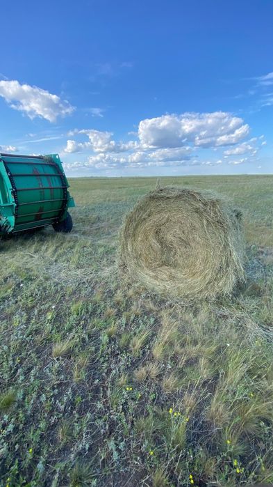 Продам сено в рулонах