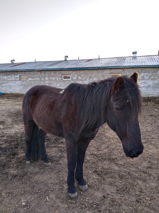 Мынгы былетын Ат