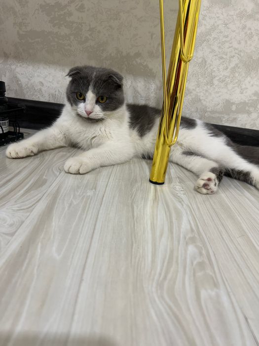 Вяска тоза  соглом  скотиш  фолд