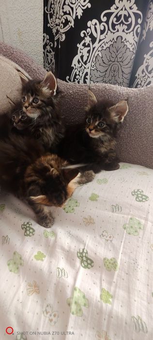 Продам котят породы Мейн Кун