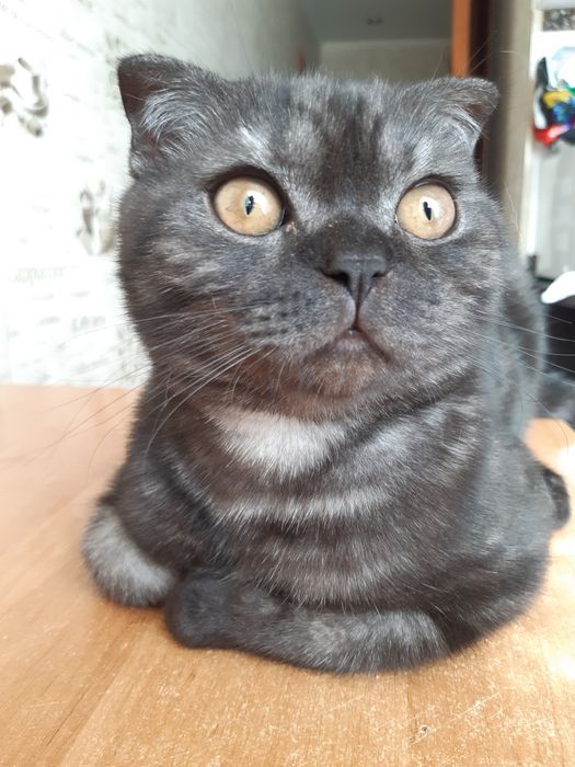 Вязка Шотландский вислаухий