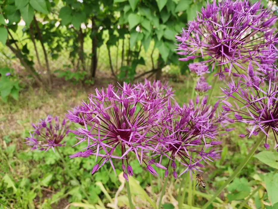 Луковици за нарцис и декоративен лук