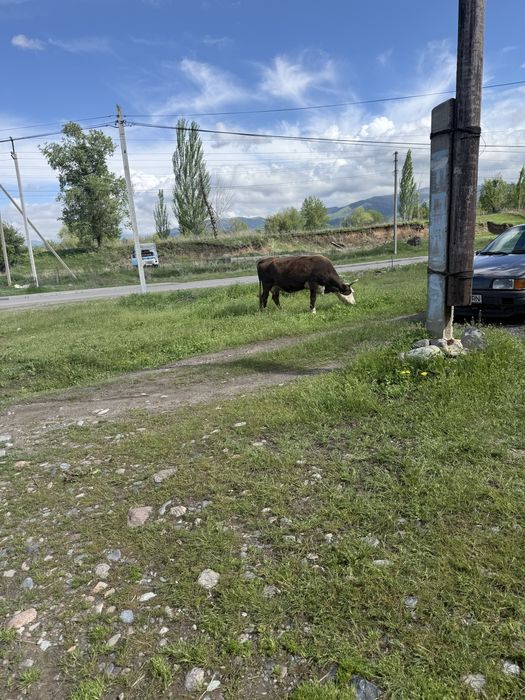 Домашняя корова с теленком