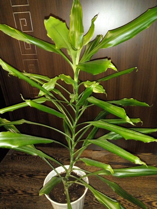 Традесканция рео,кротон,драцена фраганс,кливия,сенсевиера и др.