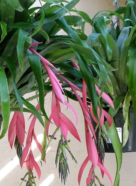 Lot flori ghiveci, gradina