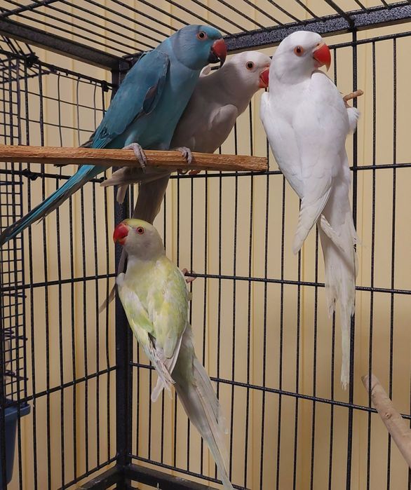 Vand papagali micul alexandru