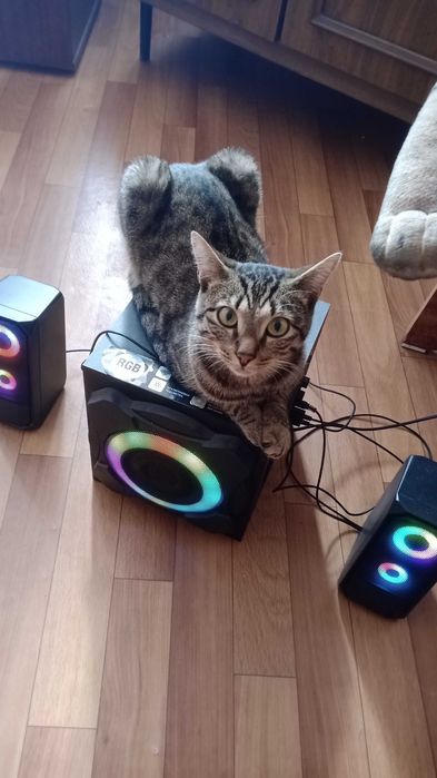 Отдам кота в хорошие руки