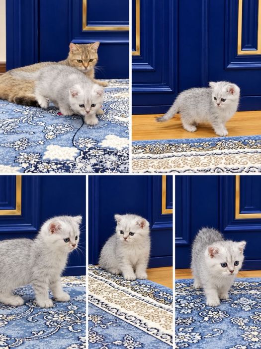 Продажа чистокровных кошек шиншилл.