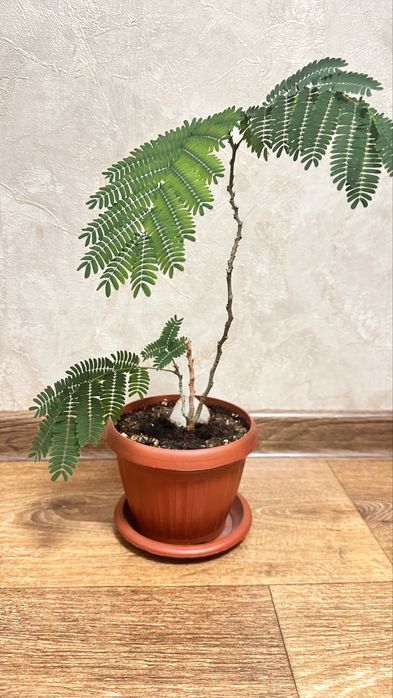 Продам растение Мимоза стыдливая