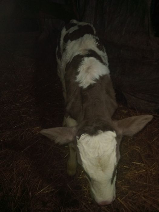 Vînd tăuraş bălțat