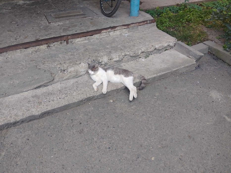котик ищет дом.!