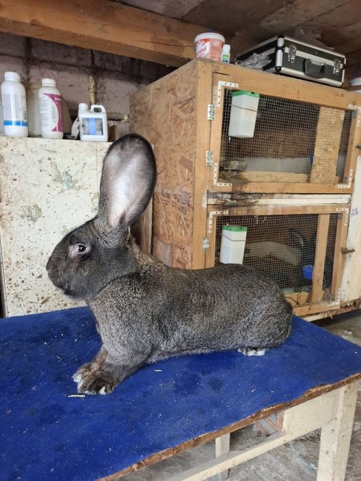 Disponibile iepuri.          Uriaș german.