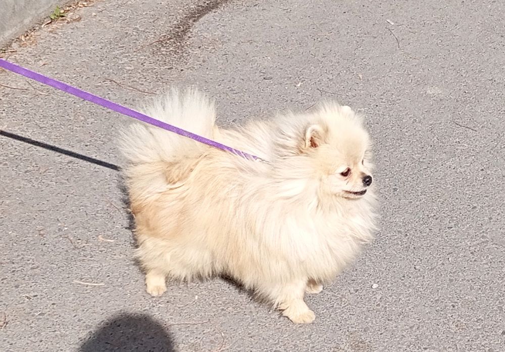 Щенок пом шпица.кобель.