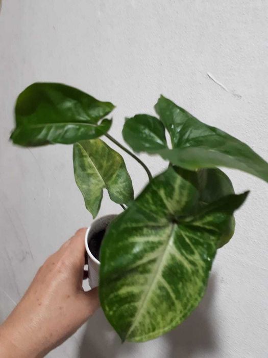 Сингониум Syngonium