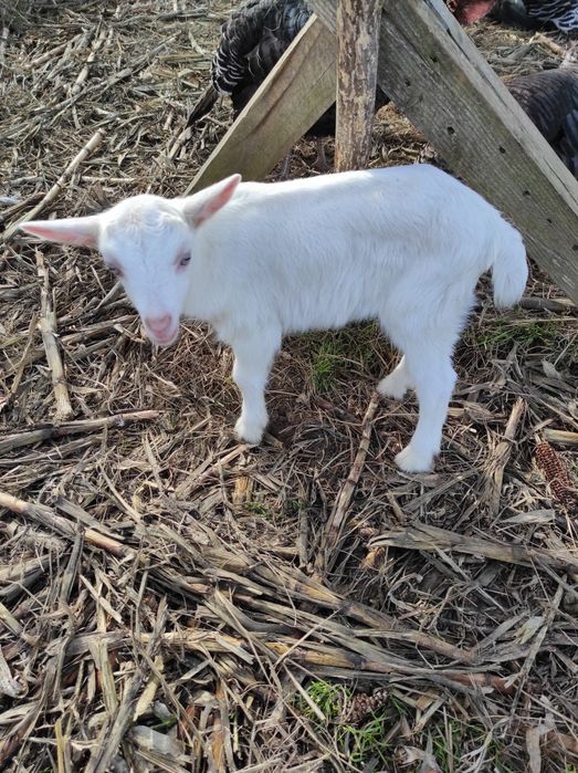 De vânzare o capră sannen