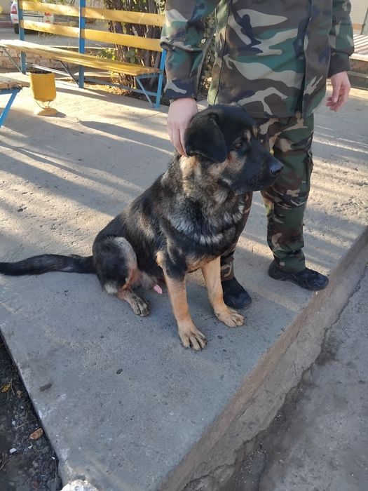 1 жылдық ит сатылады