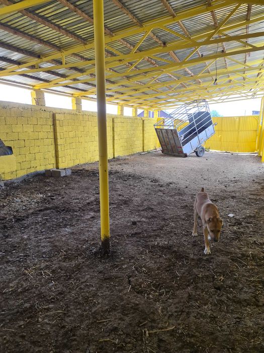 Откормочная база