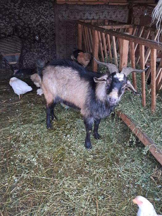 Țap carpatin de vanzare