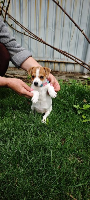 Продам щенка Джек Рассела девочка