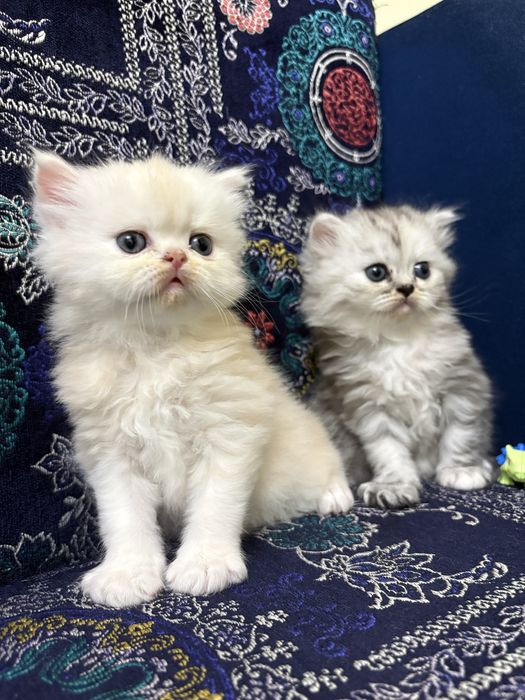 Продам котят британцев