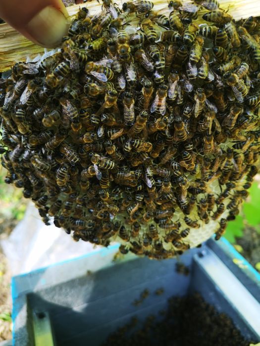 Miere naturală, fără îndulcitori