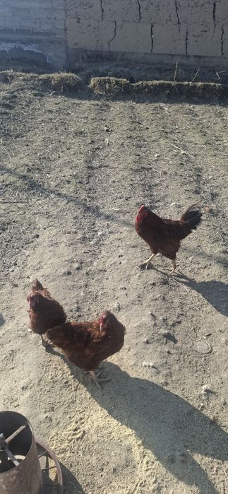 Kariyski xanyap jo‘jalri sotiladi