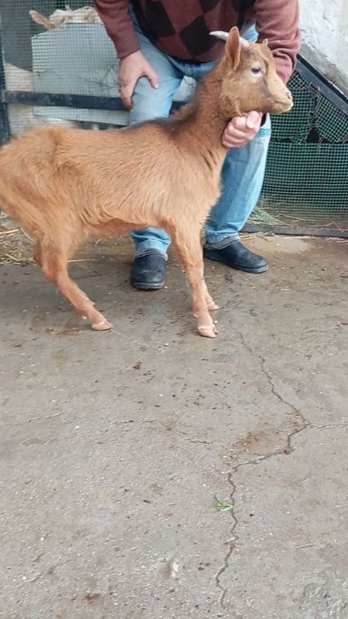 7 ойлик Мурсиана така эчки сотилади