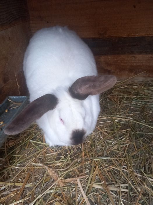 Hycol francez și metiș