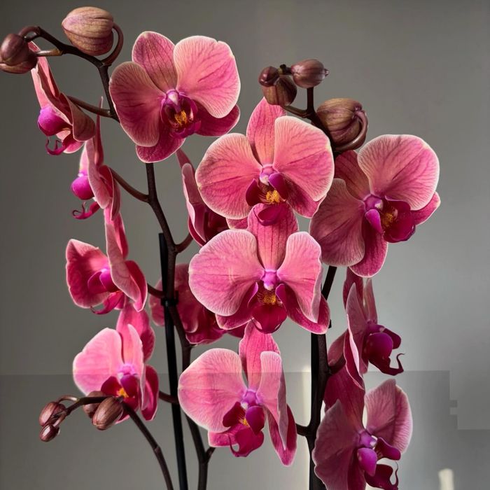 Орхидея, орхидеи! Высокие! На подарок!