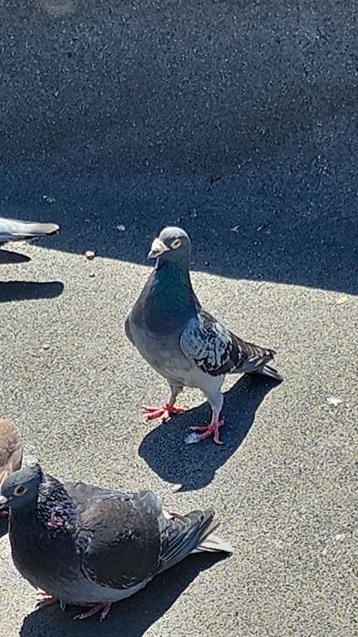 Porumbei voiajori lot 18 buc