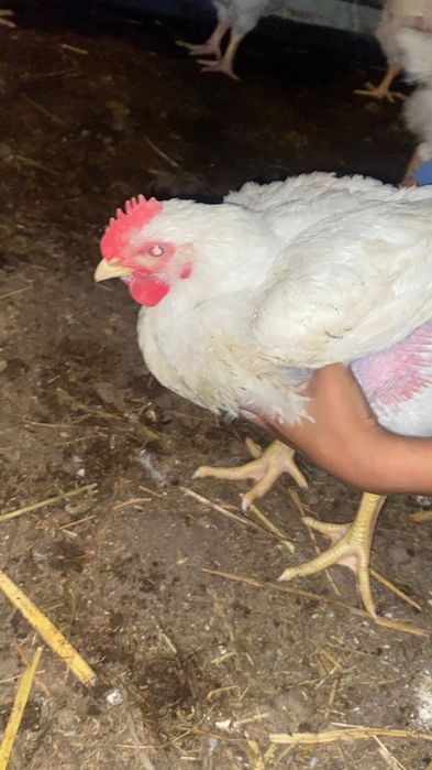 Курица бролер 1450тг