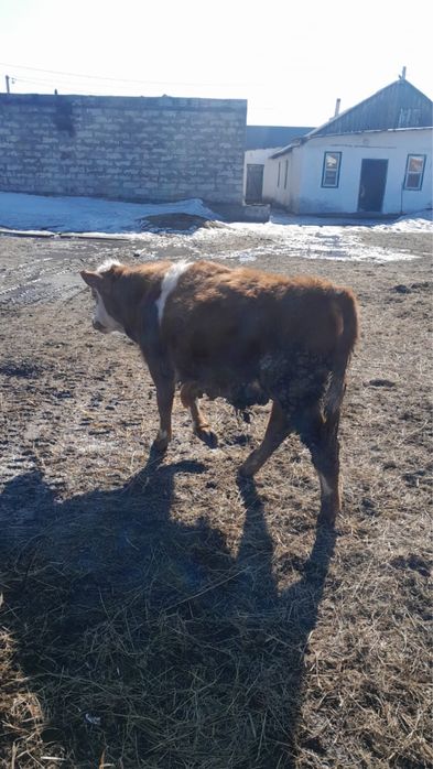 Буха    бычки