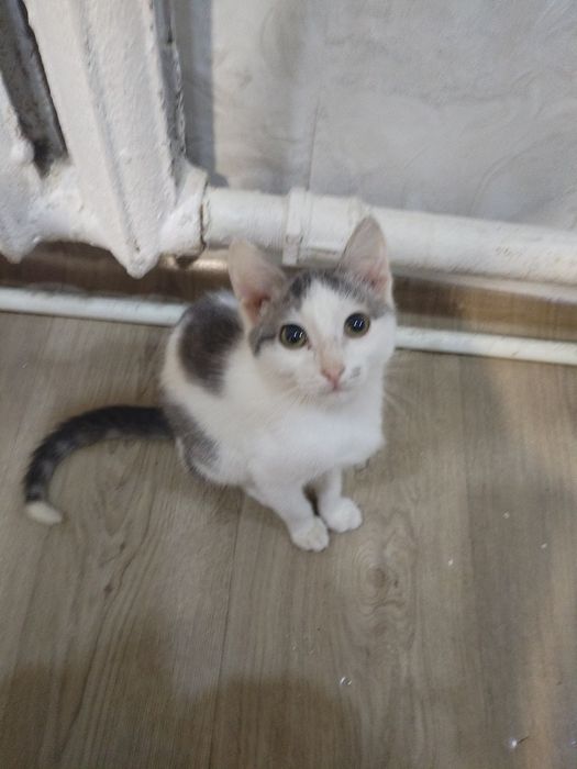 Отдам котёнка в хорошие руки