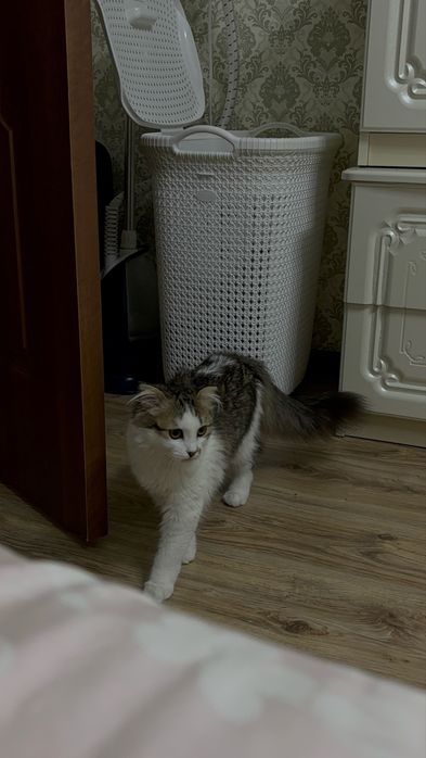 кошка в добрые руки