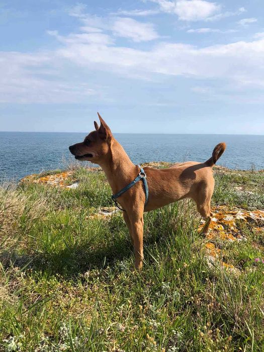 Изгубен в Балчик мини пинчер