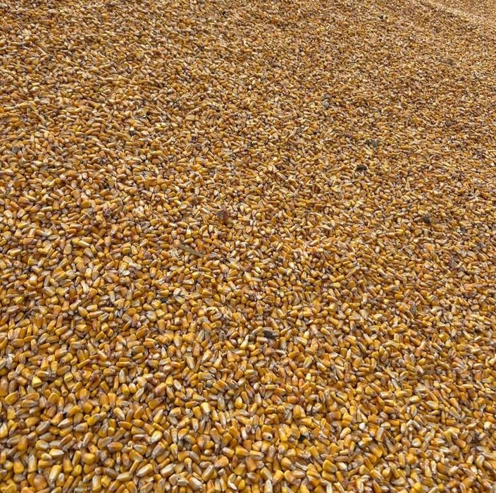 Vand cartofi grau triticala porumb