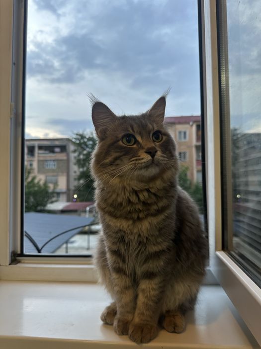 Ищем кошку для вязки