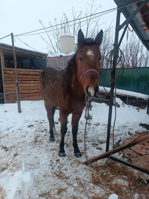 Донен жылкы сатылат