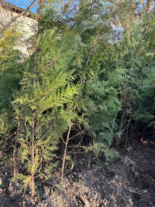 Продаю туи ( живая изгородь)